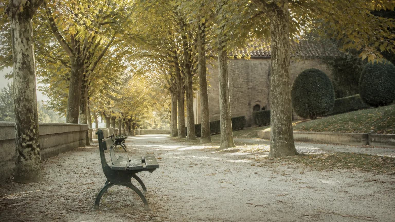 Une allée bordée d'arbres aux feuilles dorées, un banc vide de profil sous la lumière d'automne.
